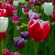 Схема вышивки «тюльпаны триптих 3»