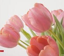 Схема вышивки «тюльпаны»