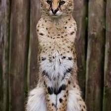 Схема вышивки «№571413»