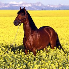 Схема вышивки «Лошадь 2»