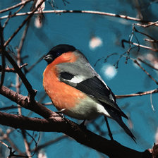 Схема вышивки «Снегирь»