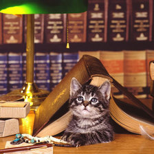 Схема вышивки «№571506»