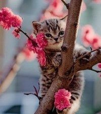 Схема вышивки «Котик на дереве»