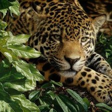 Схема вышивки «№571567»