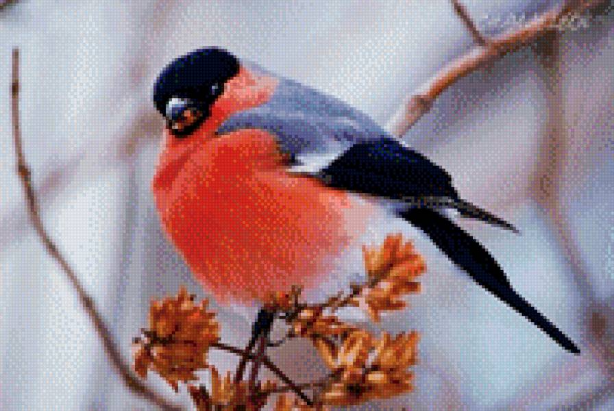 снегирь - природа, птицы - предпросмотр