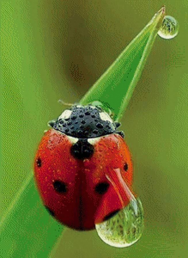 божья коровка - природа, насекомые - предпросмотр