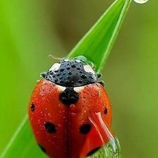 Схема вышивки «божья коровка»