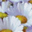 Предпросмотр схемы вышивки «Ромашки» (№571897)
