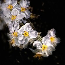 Схема вышивки «Весенние цветы»