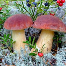 Лесная парочка