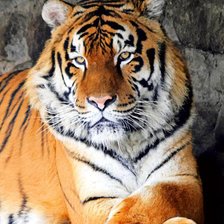 Схема вышивки «Тигр настоящий»