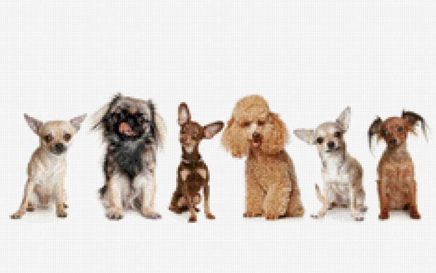 Собачки - собака - предпросмотр