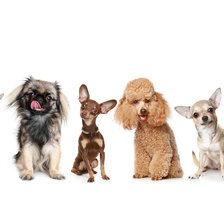 Схема вышивки «Собачки»