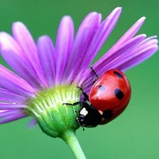 Схема вышивки «Божья коровка»