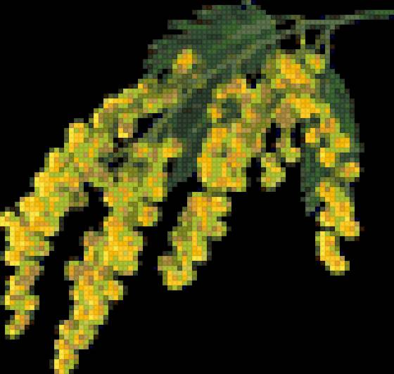 мимоза - мимоза - предпросмотр