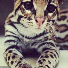 Схема вышивки «киса»