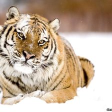 Схема вышивки «тигр»