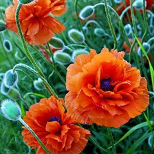 Схема вышивки «маки»