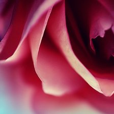 Схема вышивки «роза»