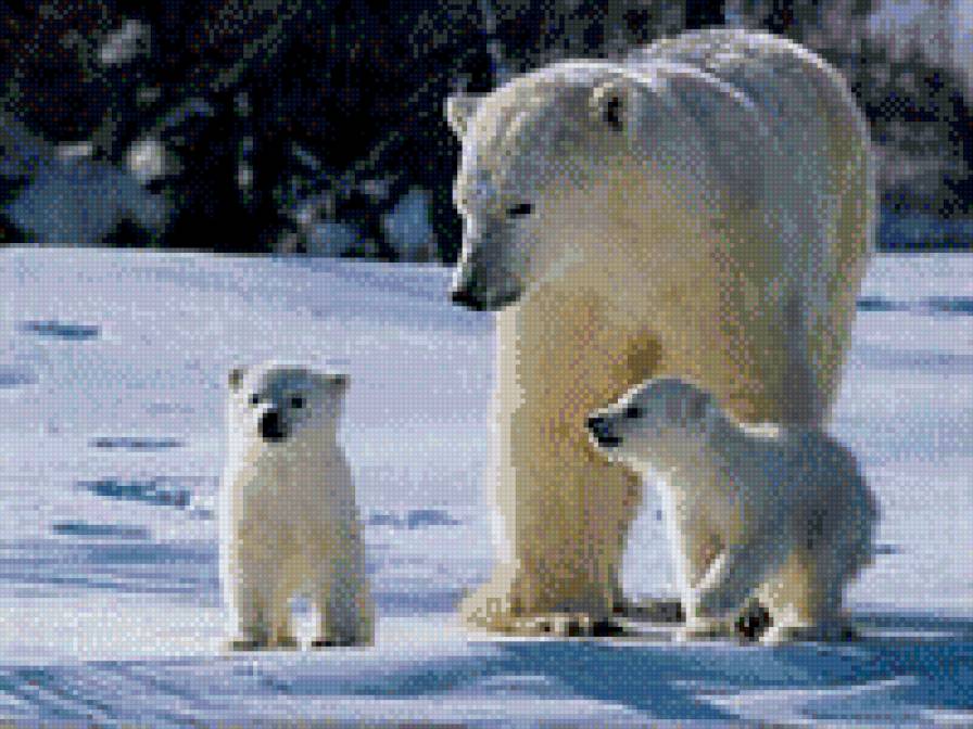 медведи - предпросмотр