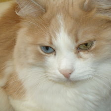 Схема вышивки «кисонька»