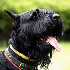 Схема вышивки «Собака»