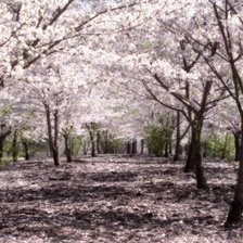 Схема вышивки «Райский сад.»