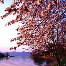 Схема вышивки «Цвет сакуры.»