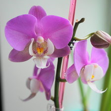 Схема вышивки «орхидея»