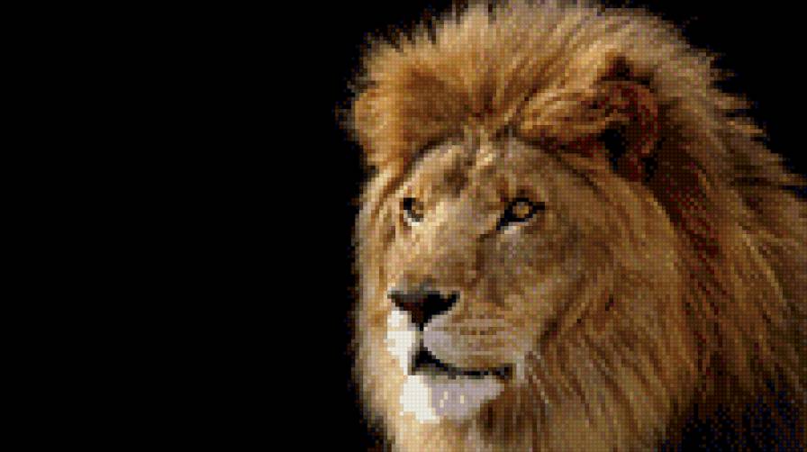 Лев царь зверей - предпросмотр