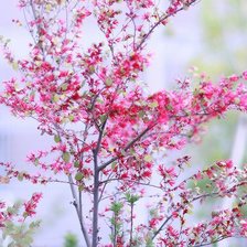 Схема вышивки «Цвет»