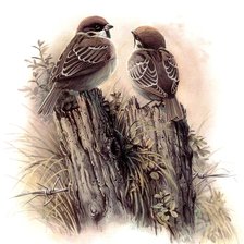 Схема вышивки «воробушки»