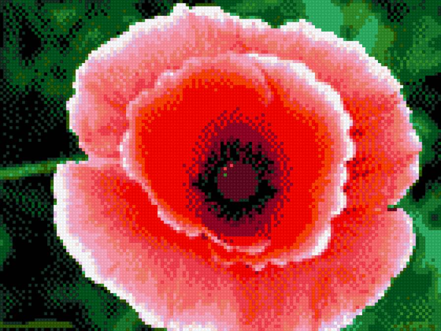 мак - цветы, маки - предпросмотр