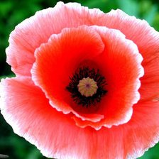 Схема вышивки «мак»