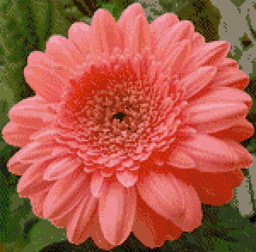 розовый гербер - гербер, цветы - предпросмотр