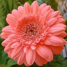 Схема вышивки «розовый гербер»