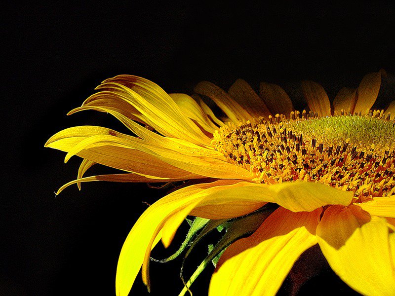 Подсолнух - подсолнухи, цветы - оригинал