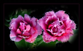 цветочки - оригинал