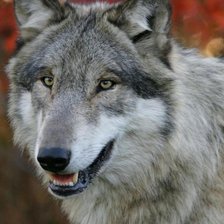 Схема вышивки «волк»