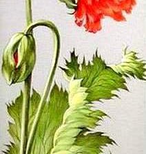 Схема вышивки «№573407»