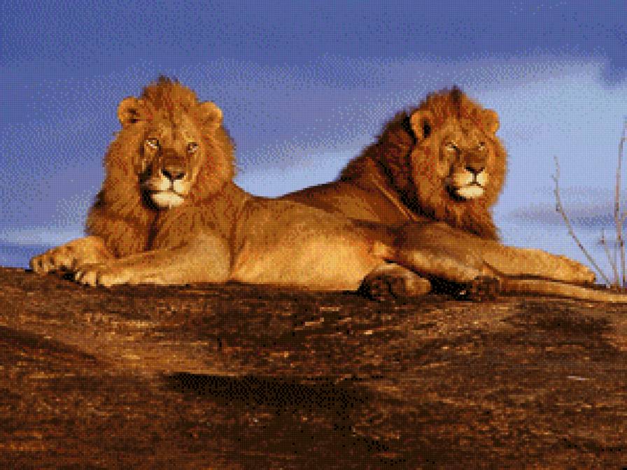 пара львов - лев, африка - предпросмотр