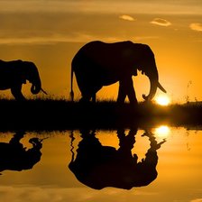 Схема вышивки «слон»