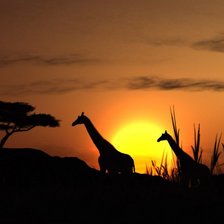 Схема вышивки «жираф»