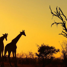 Схема вышивки «жираф»