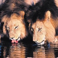 Схема вышивки «водапой»