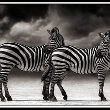 Схема вышивки «зебры»