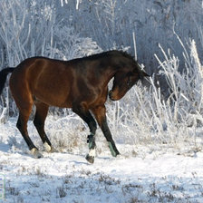 Схема вышивки «конь»