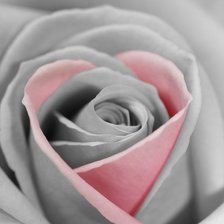 Схема вышивки «роза2»