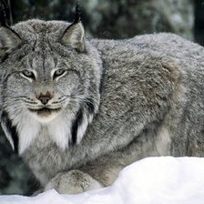 Схема вышивки «киска»