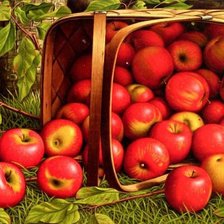 Схема вышивки «Яблоки»